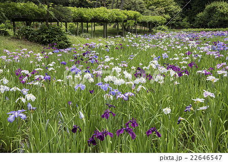 小石川後楽園のハナショウブ園 22646547