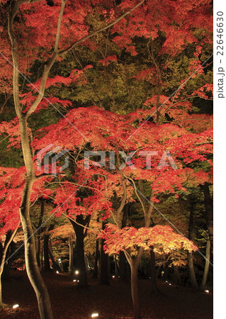 月の石もみじ公園の紅葉ライトアップ 22646630