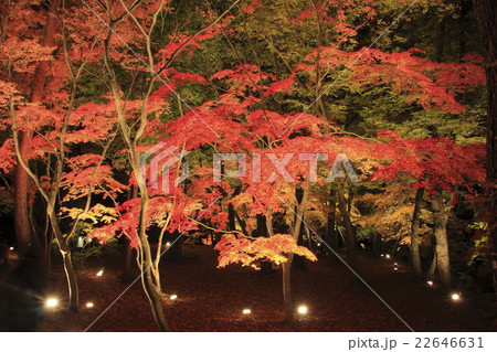 月の石もみじ公園の紅葉ライトアップ 月の石もみじ公園の紅葉ライトアップ 22646631