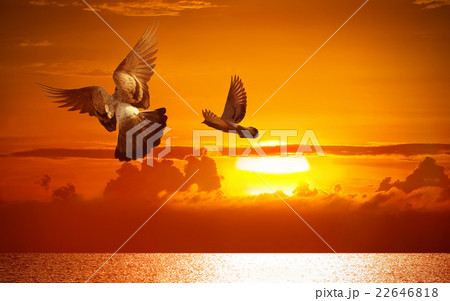 Freedom Concept Two Birds with Sunset 22646818