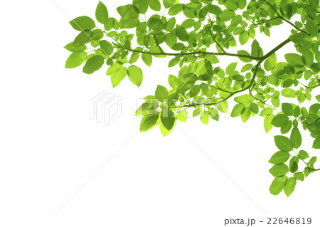 Green leaves on white background 22646819
