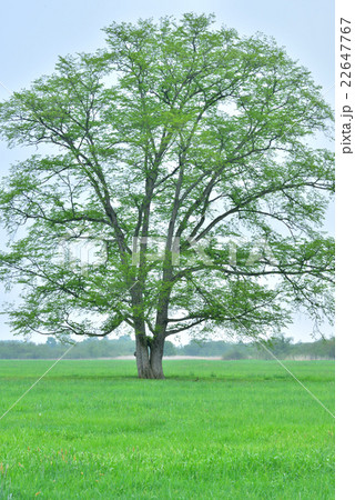 はるにれの木 北海道豊頃町の写真素材