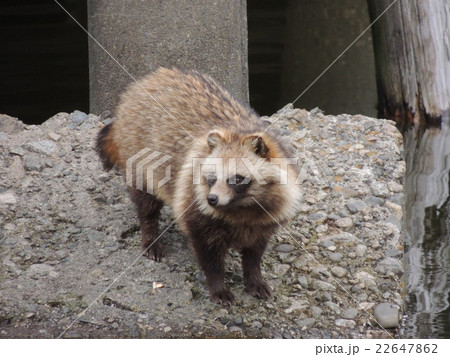 いたすけ古墳の狸（たぬき） 22647862