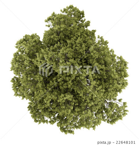 top view of austrian oak tree isolated on white top view of austrian oak tree isolated on white 22648101