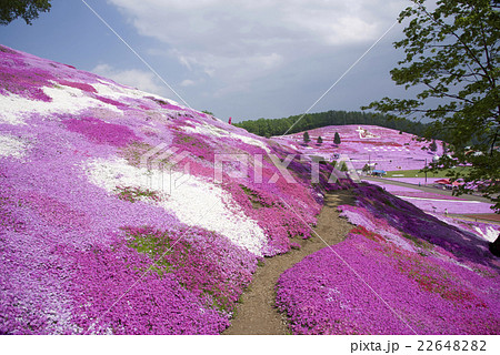芝桜-7 芝桜-7 22648282