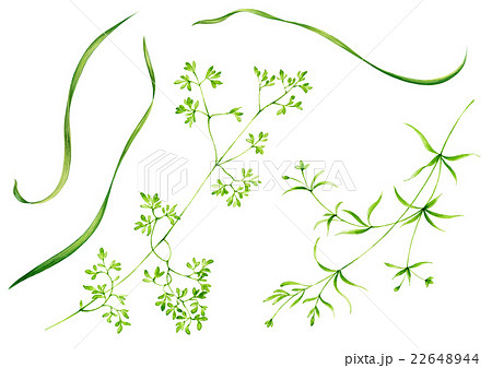 グリンリーフ 22648944