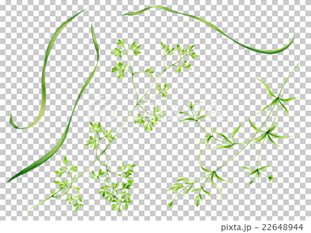 グリンリーフ 22648944