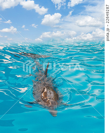 swimming in sea dolphin 22649287