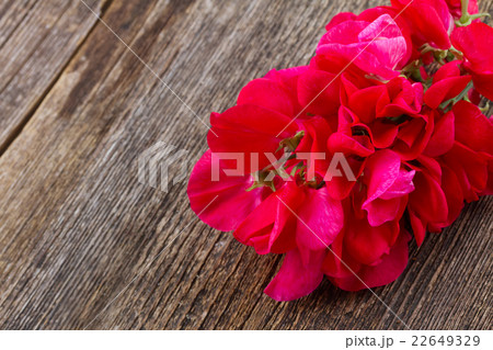 Sweet pea flowers 22649329