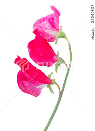 Sweet pea flowers 22649337