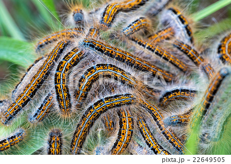 Young caterpillars in the nest (Lymantria dispar) 22649505