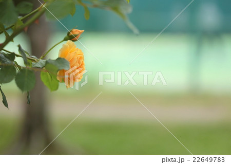 テニスコートと薔薇 テニスコートと薔薇 22649783