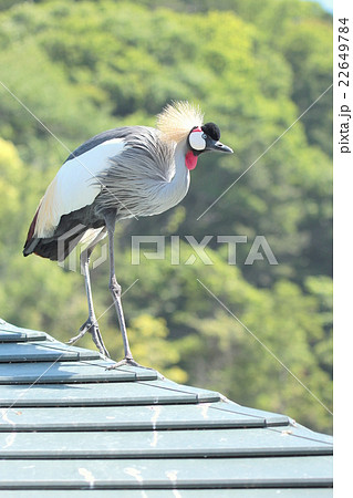 カンムリツル カンムリツル 22649784