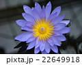 蓮　紫 22649918