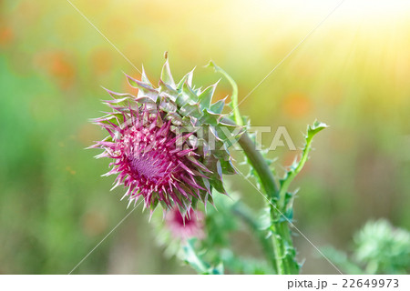 Close up of round spiky purple thistle bud 22649973