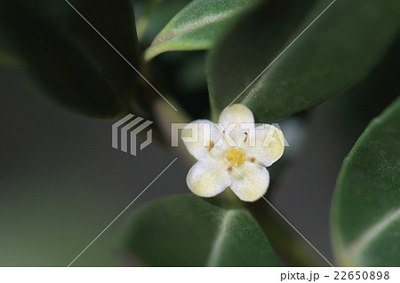 自然　植物　イヌツゲ、雌雄異株の落葉低木。花弁は通常四枚のようですがこちらは五弁の雄花です 22650898
