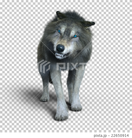 Wolf Wolf 22650914