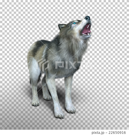 Wolf Wolf 22650916