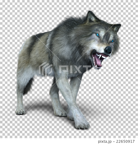 Wolf Wolf 22650917