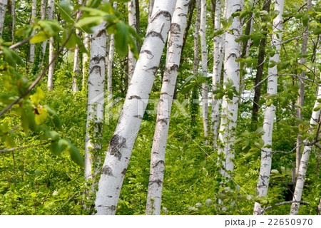 白樺林 白樺林 22650970