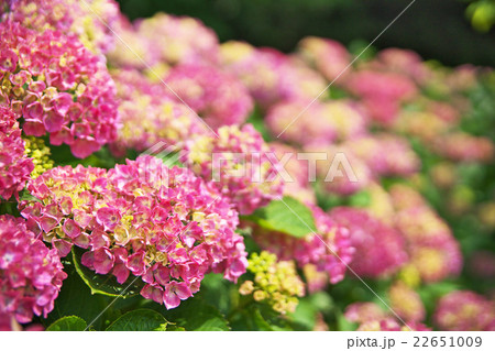アジサイの花 アジサイの花 22651009
