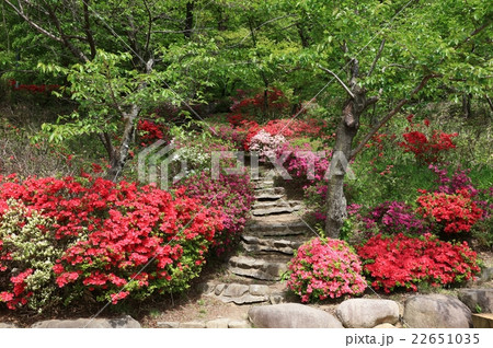 臥竜公園つつじ 22651035