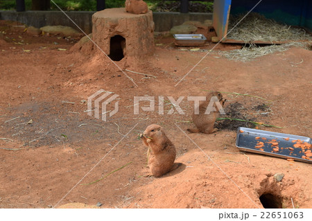 プレーリードッグ 22651063