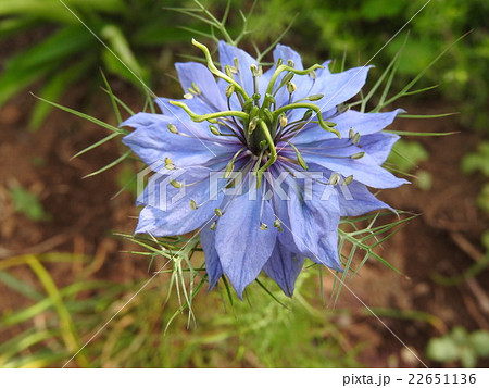 ニゲラは珍しい形状の花で観賞用に栽培され、園芸品種も作出されている 