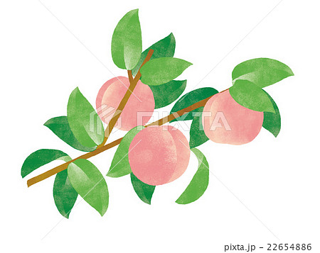 桃の木の枝 水彩イラストのイラスト素材