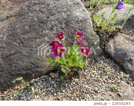 オキナグサ 22658293