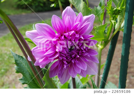 ダリアの花 22659186