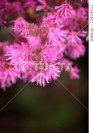 ベニバナトキワマンサク 22659511