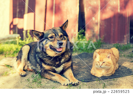 cat and dog lying together in the yard 22659525