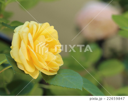 バラ バラ 22659847