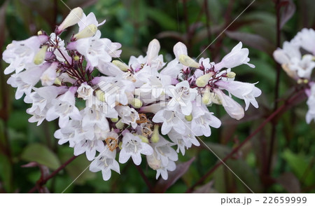 ペステモン・ディギタリス 02 ペステモン・ディギタリス 02 22659999