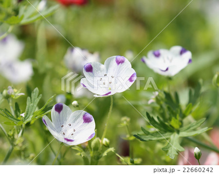 ネモフィラ ネモフィラ 22660242