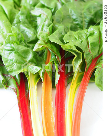 スイスチャード 22660355