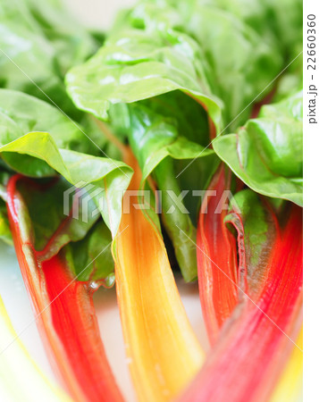 スイスチャード 22660360