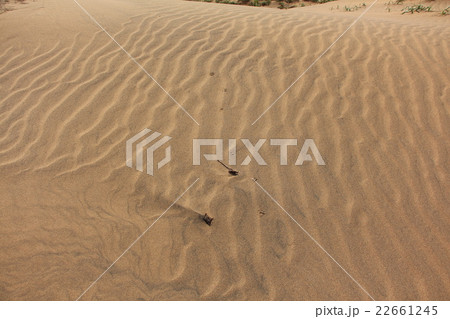 鳥取砂丘の風紋 鳥取砂丘の風紋 22661245