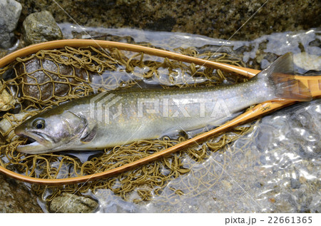 イワナ イワナ 22661365