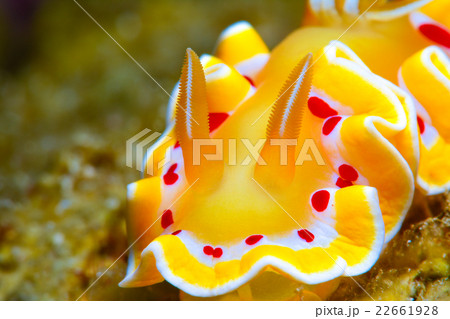 ウミウシ ウミウシ 22661928