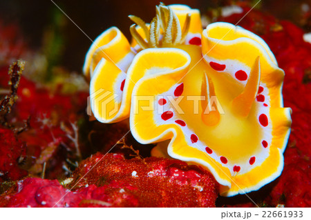 ウミウシ 22661933