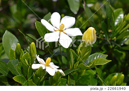 クチナシの花 22661940