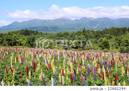 那須連山とルビナスの花畑 22662294