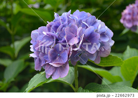 あじさい あじさい 22662973