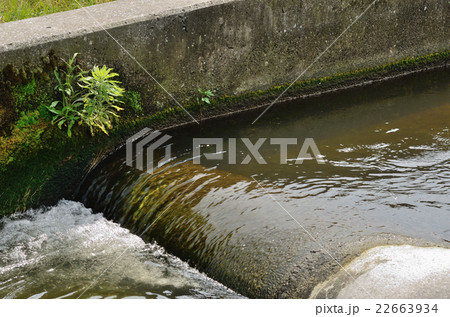 ハーフコーン型魚道（多摩川・二ヶ領上河原堰、２０１６年５月２９日） 22663934