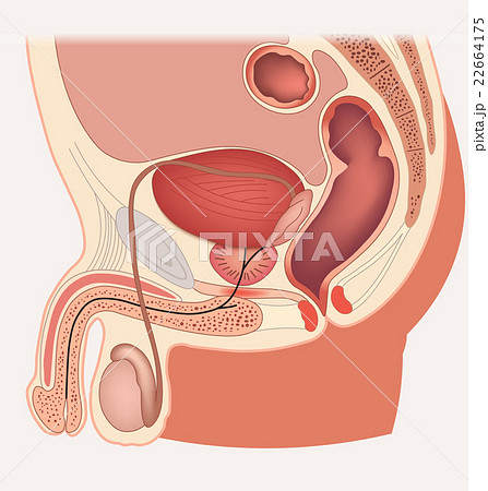Male reproductive system median section. 22664175