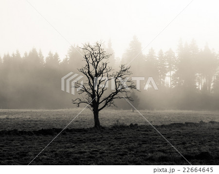 Lonesome tree in misty autumn landscape 22664645