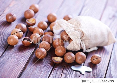 macadamia macadamia 22664799