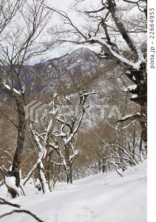 雪景色の檜洞丸より蛭ヶ岳 雪景色の檜洞丸より蛭ヶ岳 22664955